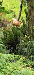 Plants: image 77 Of 208 Thumb